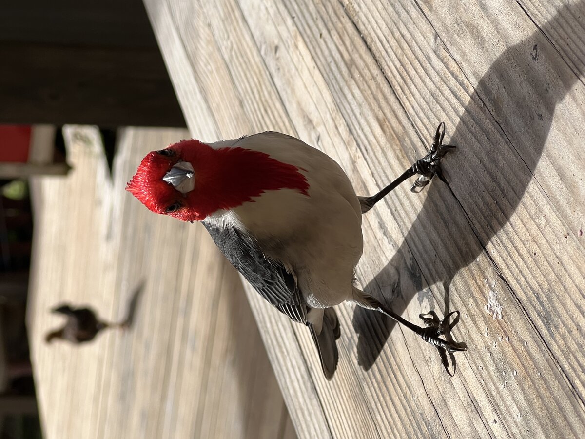 A very curious and photogenic Red-crested Cardinal on Kauai.