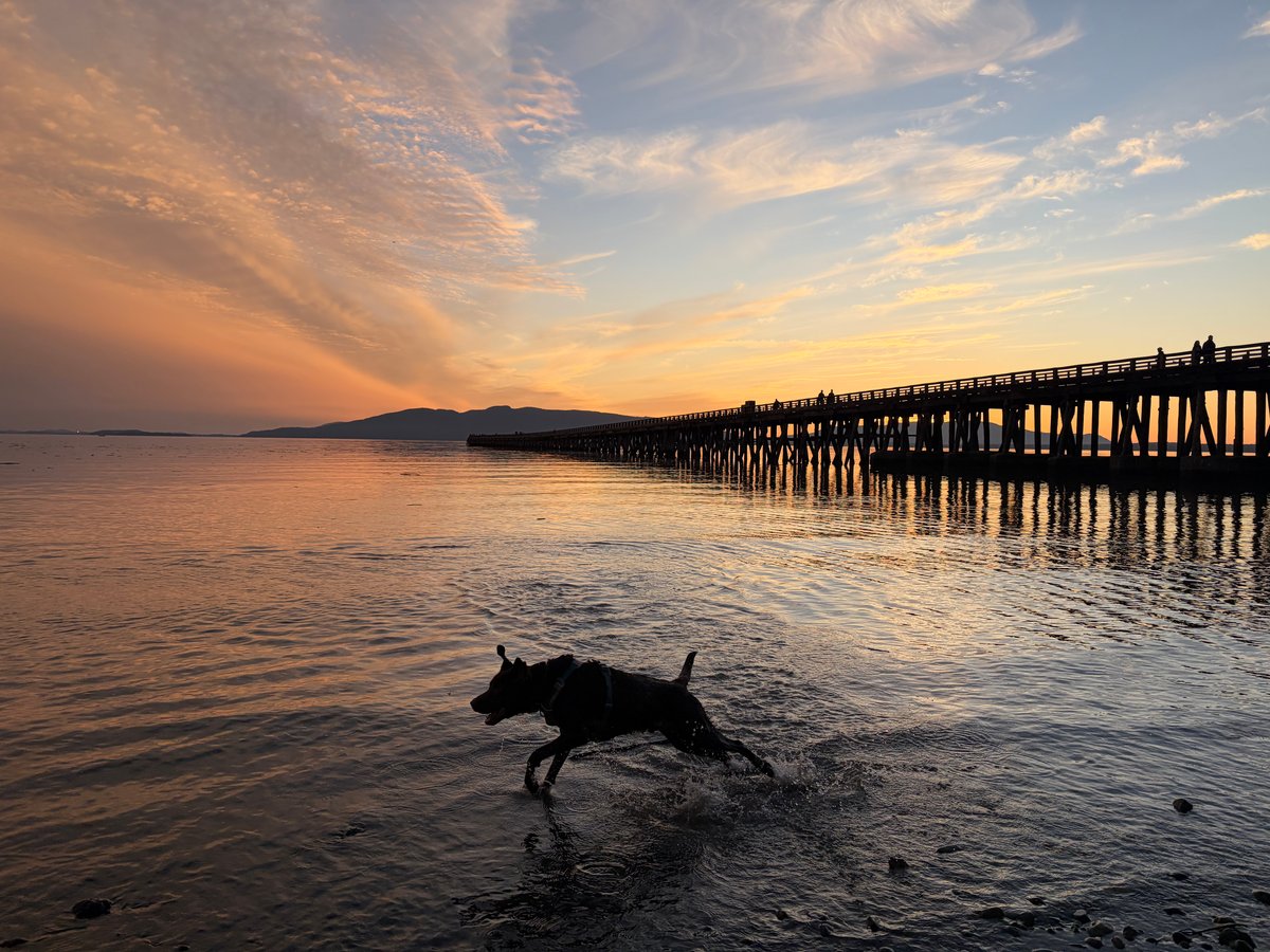 Oscar jumping through the water in front of Little Squalicum Pier in Bellingham, WA, as the sun sets.