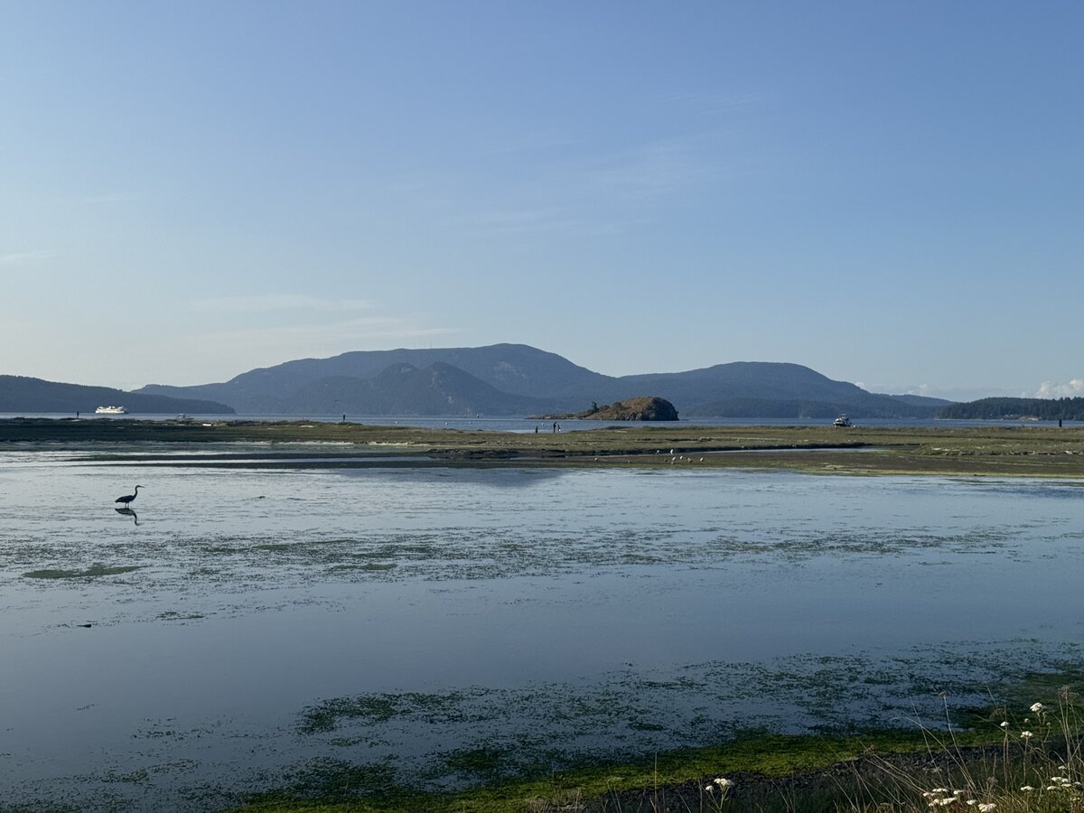 A heron and a ferry in the background, on Lopez Island, WA.
